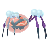 Buy Shiny 6IV Araquanid